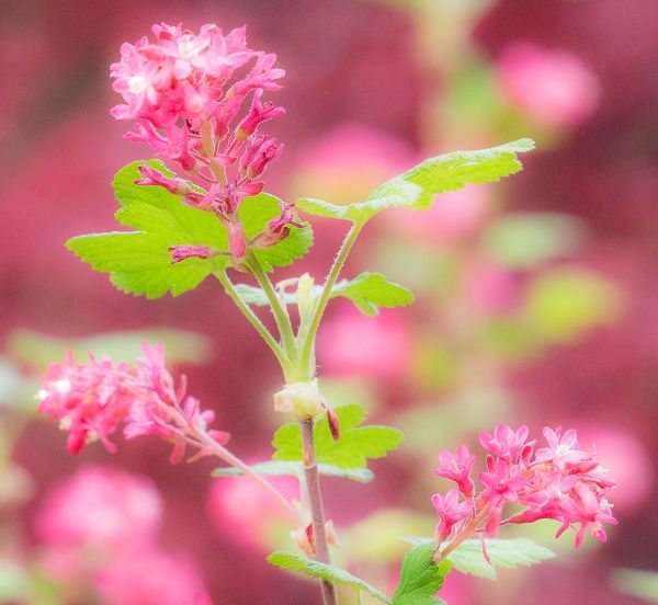 Washington State-Sammamish-spring flowering Currant